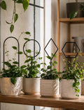 Cozy Haven Black Indoor Plant Trellis Set lifestyle image 1 for Black Geometric Trellis Set