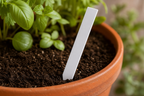 Straight Plant Labels - 100 Piece Set - blank white label detail
