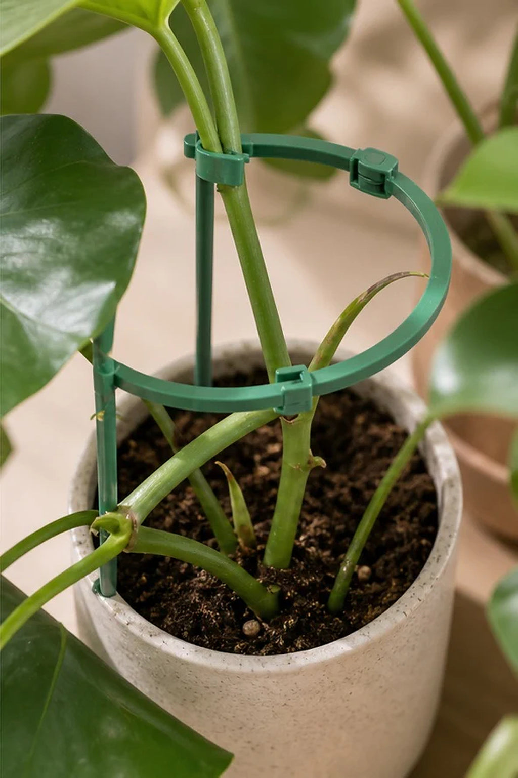 Cozy Haven Green Plant Support Rings - 30-Piece Set lifestyle image 3