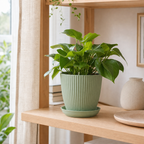 Cozy Haven Round Plant Pot with Tray styled kitchen view 8 for Green / 13 cm