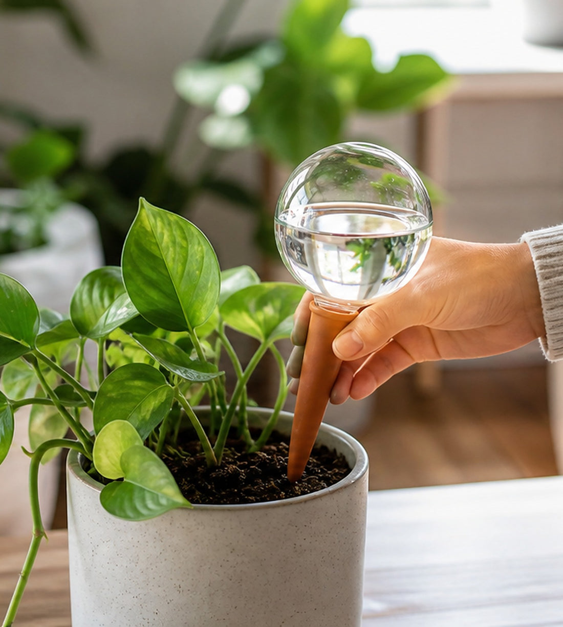 Glass Plant Watering Globes - 2-Piece Set