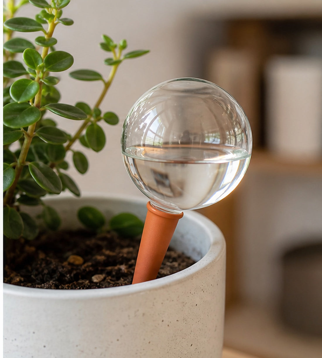 Glass Plant Watering Globes - 2-Piece Set